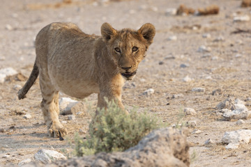 Afrikanischer Löwe - Jungtier