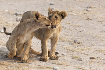 Löwenbabys beim spielen