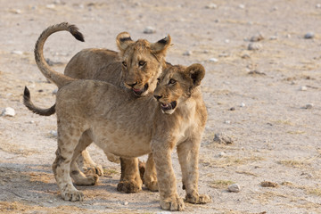 Löwenbabys beim spielen