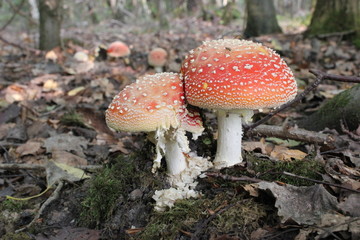 Fliegenpilze im Habichtwald