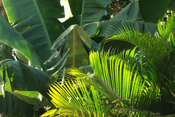 Banana and palm trees plantations