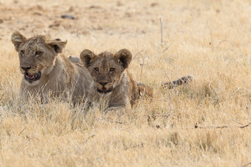 Fototapeta na wymiar African Lion - Kocięta