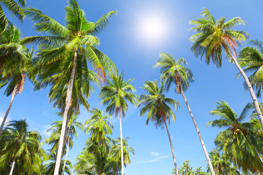 Fototapeta coconut palm trees and sky
