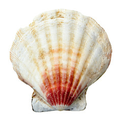 seashel sea life marine