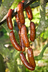 Fresh smoked sausage on the branch