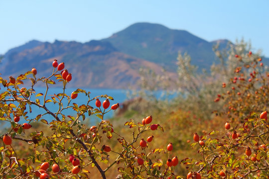ripe rosehip on Karadag mountain. Black sea, Crimea, Ukraine