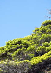 Green forest and blue sky landcsape scene