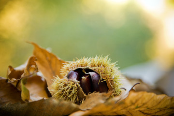 Naklejka na ściany i meble Chestnuts on autumn leaves background