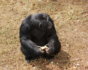 chimpanzee sitting on grassy ground