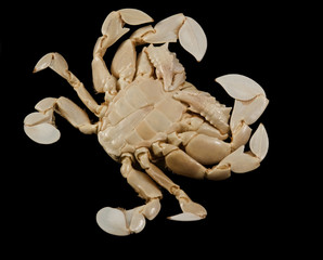 underside of a moon crab