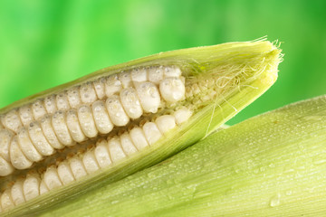 Fototapeta premium Fresh raw white sweet corncob sprinkled with water