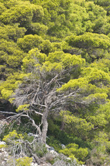 Green forest on cliff