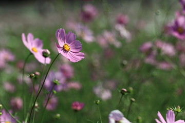 Cosmos / コスモス (昭和記念公園)