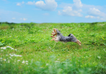 Naklejka premium dog playing in the park
