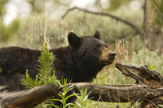 Black Bear in the wild, in Yellowstone National Park