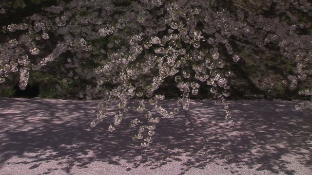 堀に舞い散る桜