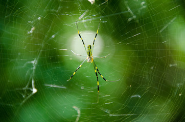 Spider, Nephila clavata