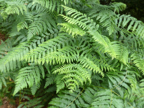 Waldpflanze: K&ouml;nigsfarn (Osmunda regalis)