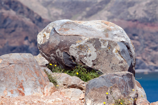 Bolder on a rock, Island of Madeira