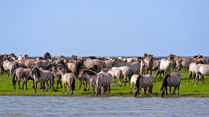 Wild horses drinking in a lake, Holland