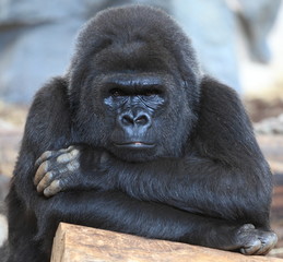 femelle gorille des plaines