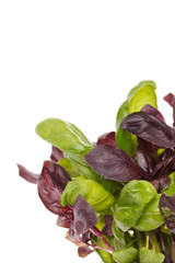 fresh basil