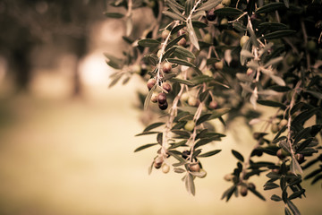olive