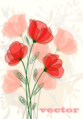 Red poppy