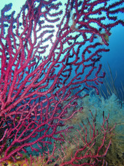 Rote Gorgonie