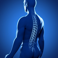 M&auml;nnlicher R&uuml;cken mit Wirbels&auml;ule