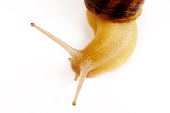 lumaca