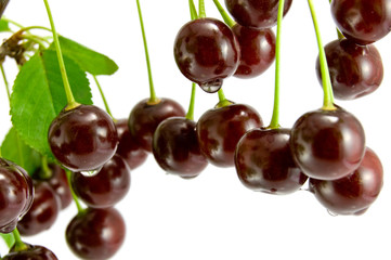 Cherries on white background
