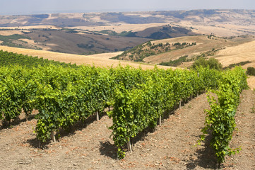 Fototapeta na wymiar Krajobraz w Basilicata (Włochy) w pobliżu Forenza na lato: winnica