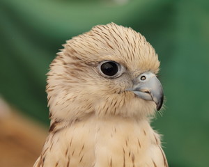 Cabeza de halcón.