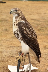 Águila de cola roja, Ratonero de cola roja. Buteo jamaicensis.