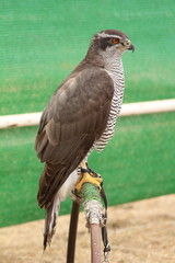 Azor. Accipiter gentilis.