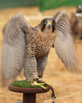 Halc&oacute;n Peregrino. Falco peregrinus.