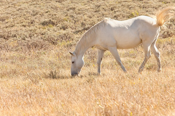 Naklejka premium White Horse