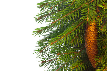 Fir tree branches with cone.