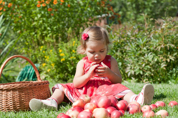 little girl collects the apples scattered on a grass in a basket