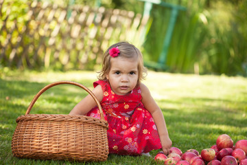 little girl collects the apples scattered on a grass in a basket