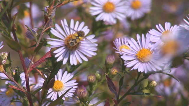 Bees pollinate the daisies