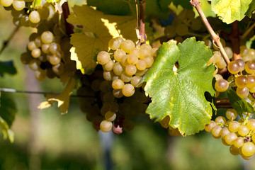 Weinberge bei Maikammer