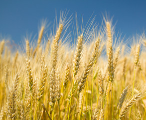 Ripe wheat on a blue sky