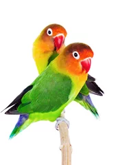 Fotobehang Papegaai Pair of lovebirds