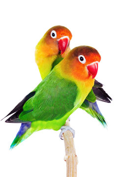 Fototapeta Pair of lovebirds