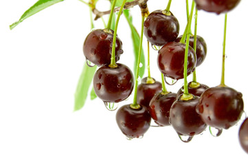 Cherries on white background