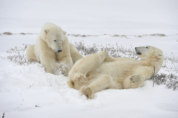 Polar bears playfool