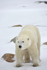 Obraz na płótnie Canvas Polar Bear Portrait.