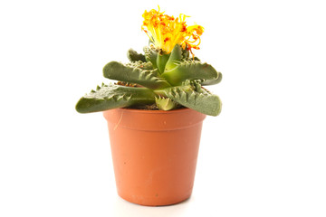 Faucaria